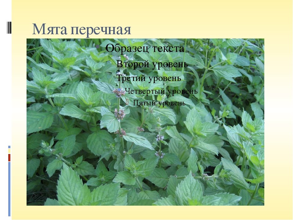 Кому противопоказана мята перечная?