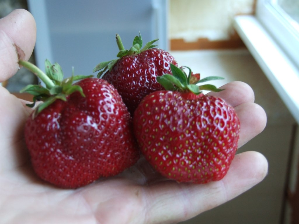 Когда нельзя обрезать усы у клубники?