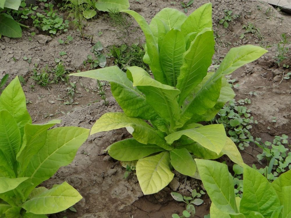 Чем обработать табак от болезней и вредителей?