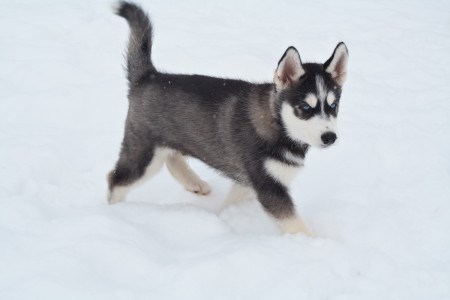 Сколько хватит 300 тяг?